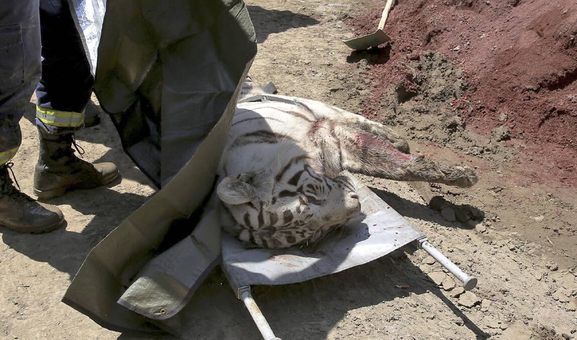 A tiger that escaped from a zoo after a flash flood in Tbilisi mauled a man to death on Wednesday before it was shot by police marksmen. Picture: AAP