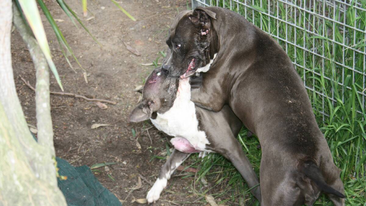 RSPCA says dog fighting ring fears are baseless