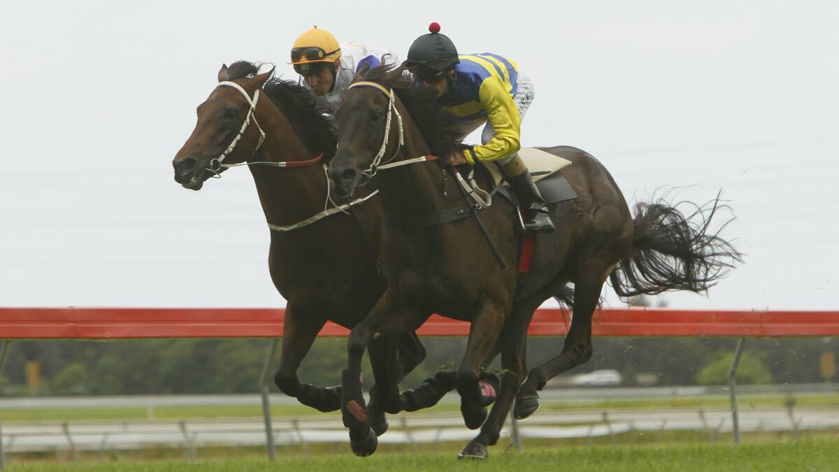 World Wide (right) during a track gallop at Kembla Grange.