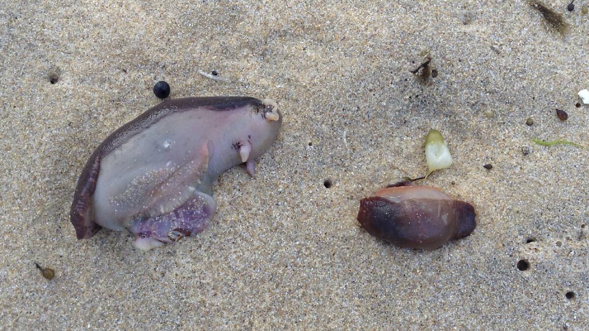 A sea hare washed up on Little Austinmer Beach. Pictures: KY LONG