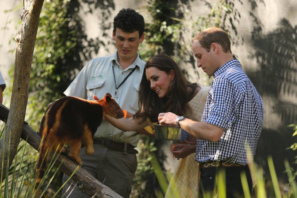 Zookeeper Sam Bennett talks with the Duke and Duchess of Cambridge as they feed a tree kangaroo at Taronga Zoo. Picture: KATE GERAGHTY