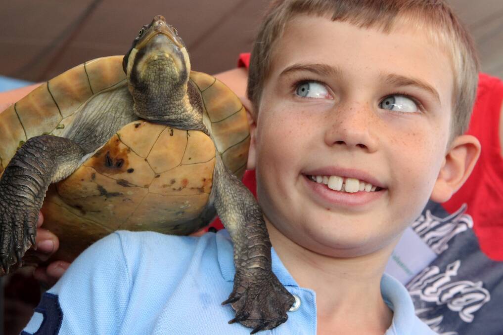 Miles, 7, with a Murray River short neck turtle at the Illawarra Reptile Show. Picture: GREG TOTMAN
