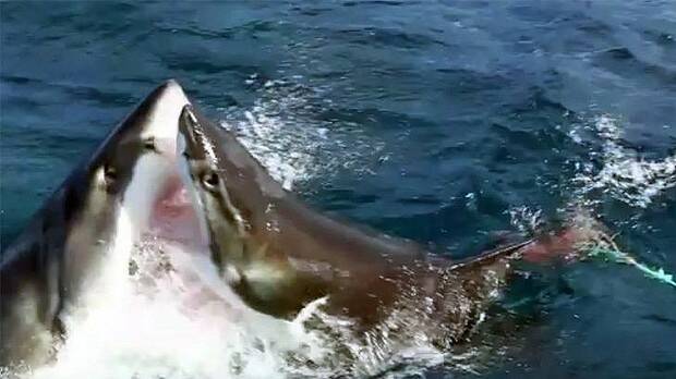 The moment the great white sharks do battle. Photo: Barcroft TV / YouTube
