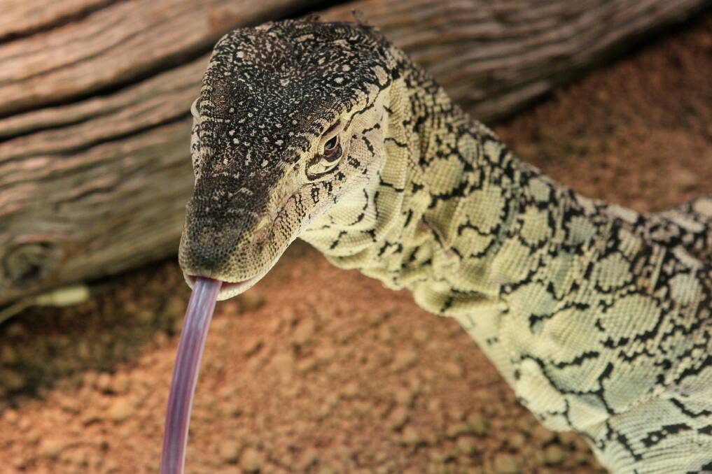 A Perentie, Australia's largest native lizard, at the Illawarra Reptile Show. Picture: GREG TOTMAN