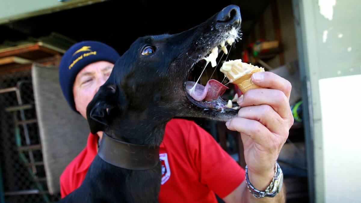 Trainer Garry Edwards with his greyhound Dee. Pictures: SYLVIA LIBER
