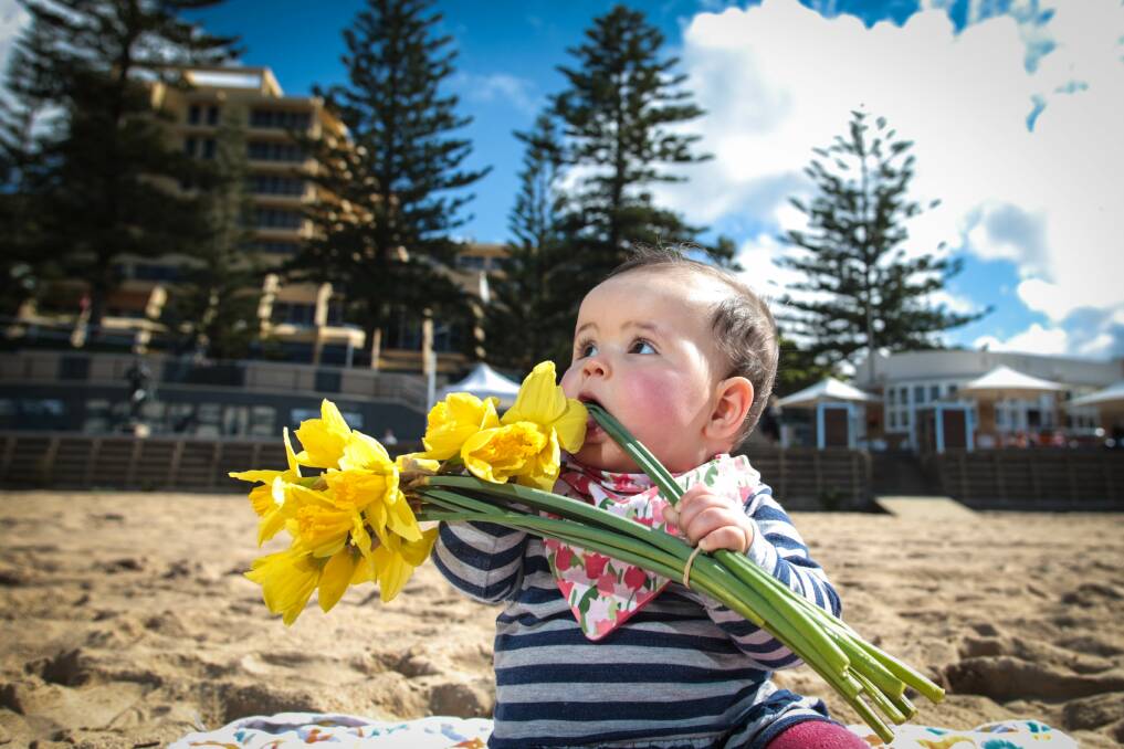 Stella Fitzgerald, 10 months, plays peekaboo with a bunch of daffodils on North Wollongong Beach on Friday. Picture: ADAM McLEAN