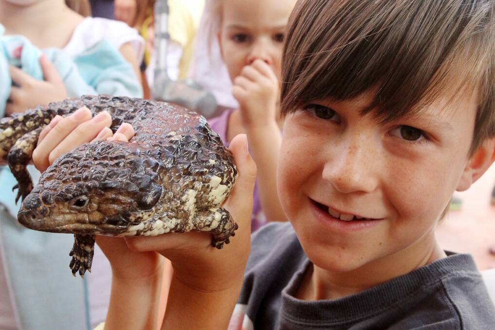 Joel, 8, holds a shingleback lizard at the Illawarra Reptile Show. Picture: GREG TOTMAN