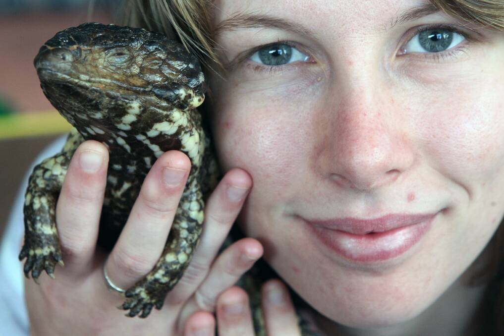 Volunteer Amy Moss nurses a shingleback lizard at the Illawarra Reptile Show. Picture: GREG TOTMAN