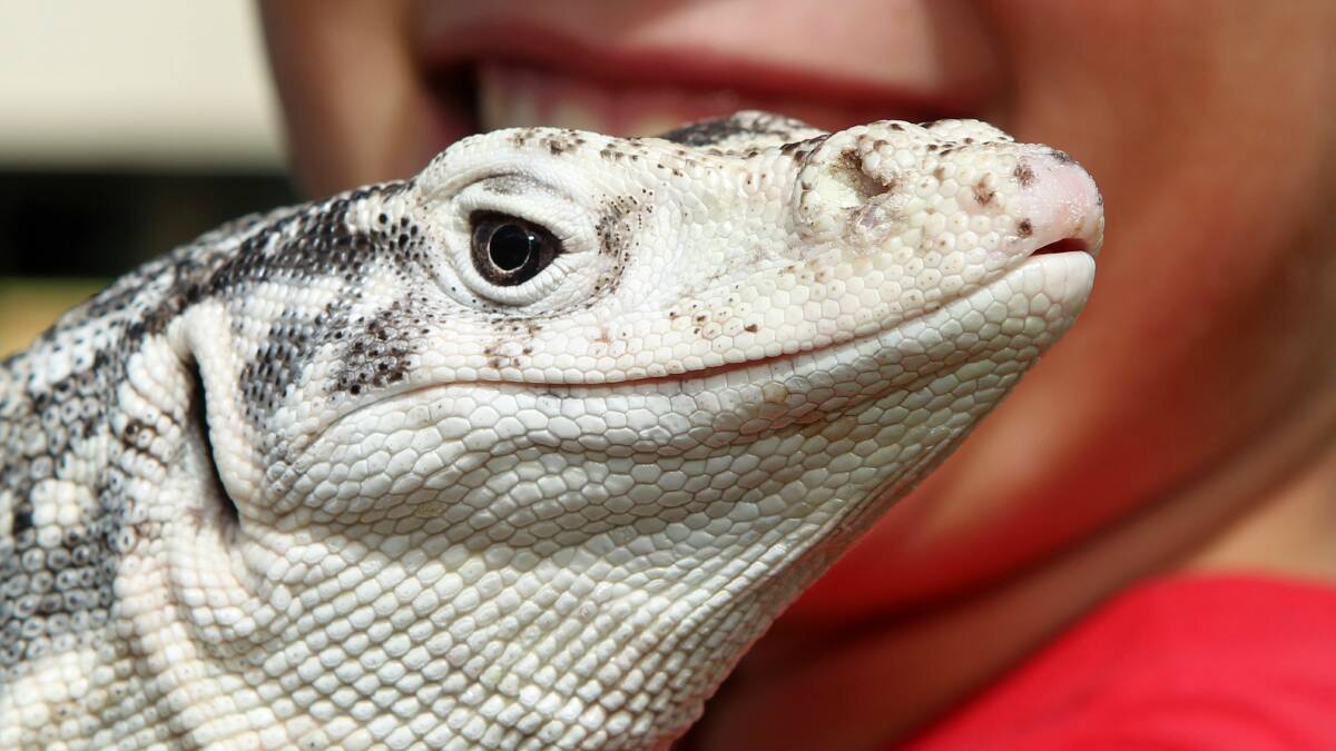 Five-year-old Rambo, a Spencer’s Monitor Lizard curls onto Callum’s shoulder. Picture: GREG TOTMAN