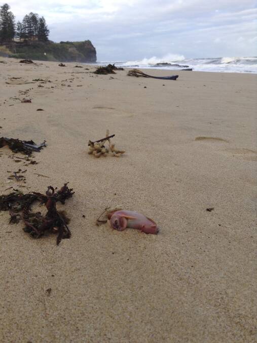 Hundreds of molluscs wash up on Austi beach