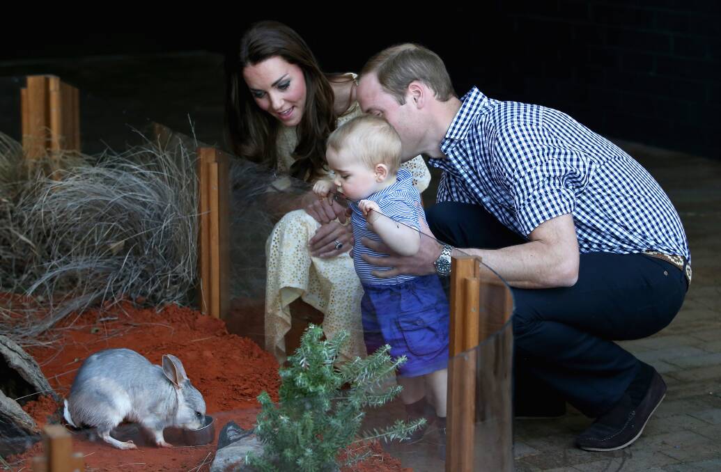 Britain's Prince William and his wife Catherine, the Duchess of Cambridge, watch as their son Prince George looks at a Bilby which has been named after him at Taronga Zoo. Picture: REUTERS 