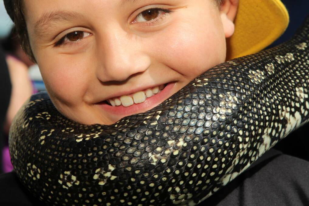Timur, 7, is wrapped with this diamond python encounter at the Illawarra Reptile Show. Picture: GREG TOTMAN