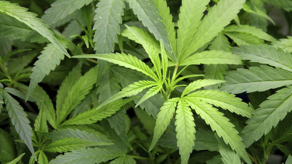 Keira MP Ryan Park backs medicinal cannabis
