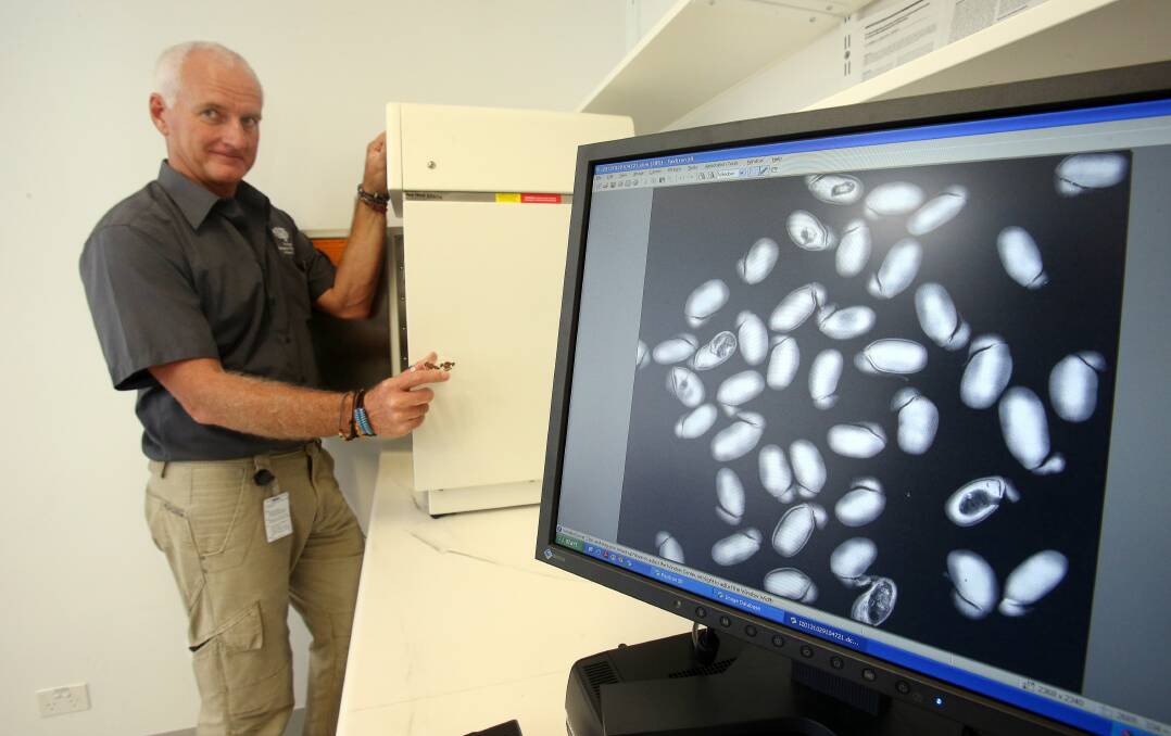Graeme Errington, with an x-ray of acacia fimbriata seeds showing how many are fertile and how many were corrupted. Picture: ROBERT PEET