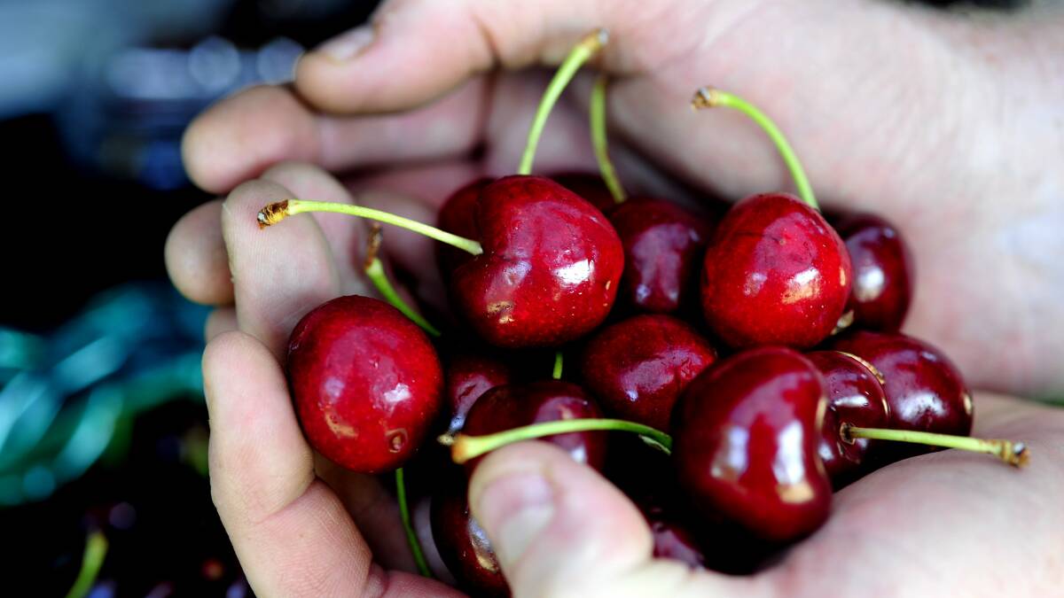 A new study shows consuming a serving of cherries a day has resulted in significant improvements in memory.