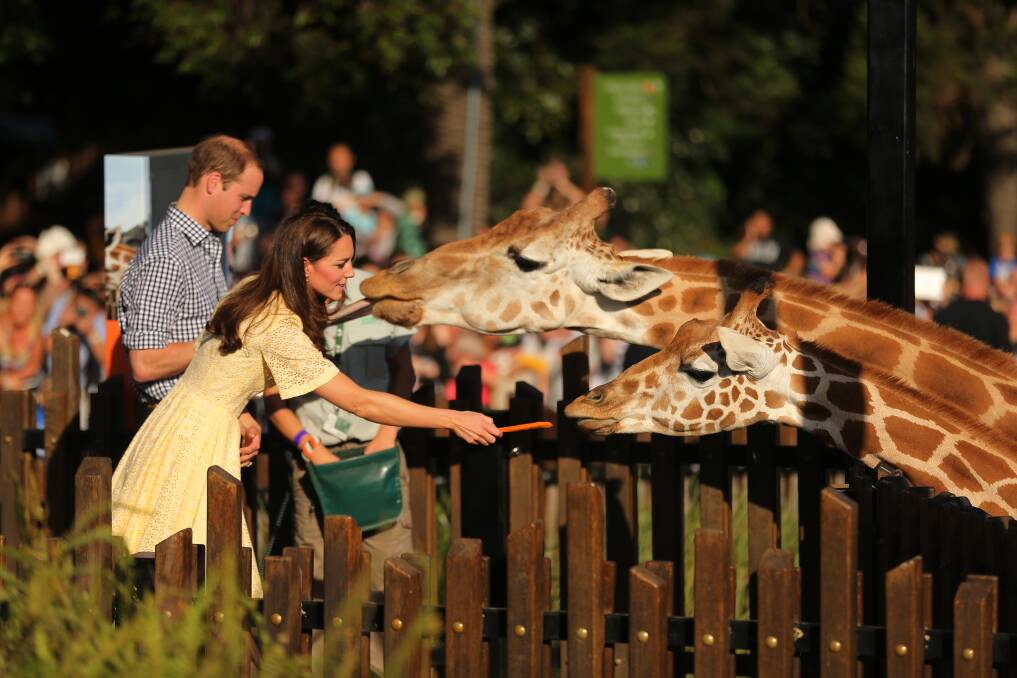 Catherine and William feed carrots to giraffes at Taronga Zoo. Picture: KATE GERAGHTY