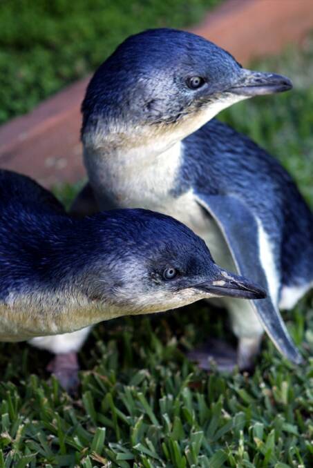 Fairy penguins Heckle and Jeckle relax after a morning swim in Kiama. The birds have been nursed back to health by WIRES carer Lorraine Toohey.