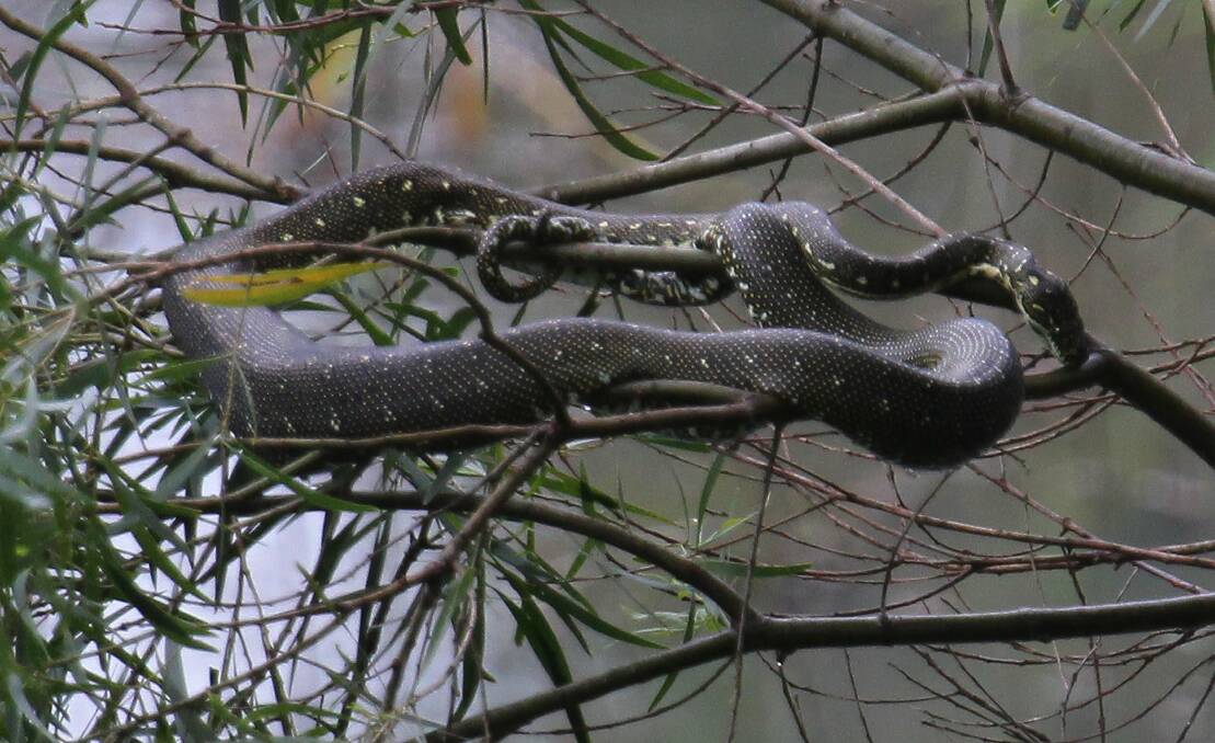 The diamond python John Meredith spotted outside his Balgownie house on Sunday. Picture: GREG TOTMAN