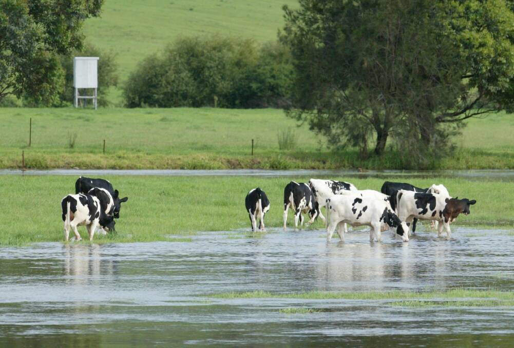 Cows have to make the best of a waterlogged paddock along the Illawarra Highway in February 2007. Picture: DAVID TEASE