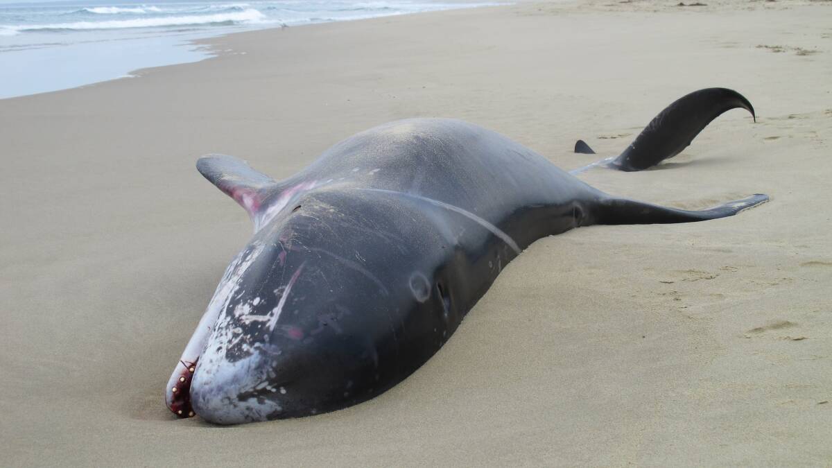A male Risso’s dolphin which washed up on Seven Mile Beach on Monday. Photo: CATHERINE O’LEARY 