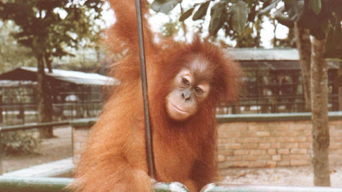 HAPPY MEMORIES: Charlie as a young orangutan in Malaysia.