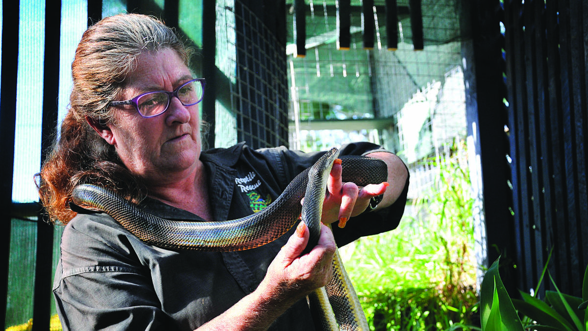 BUSY DAYS: Telarah reptile handler Judith Martin. Picture by PERRY DUFFIN – The Maitland Mercury
