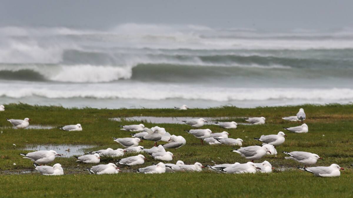 Seagulls weather the storm at Bellambi beach on Tuesday as wild weather hits the Illawarra. PIcture: ADAM MCLEAN