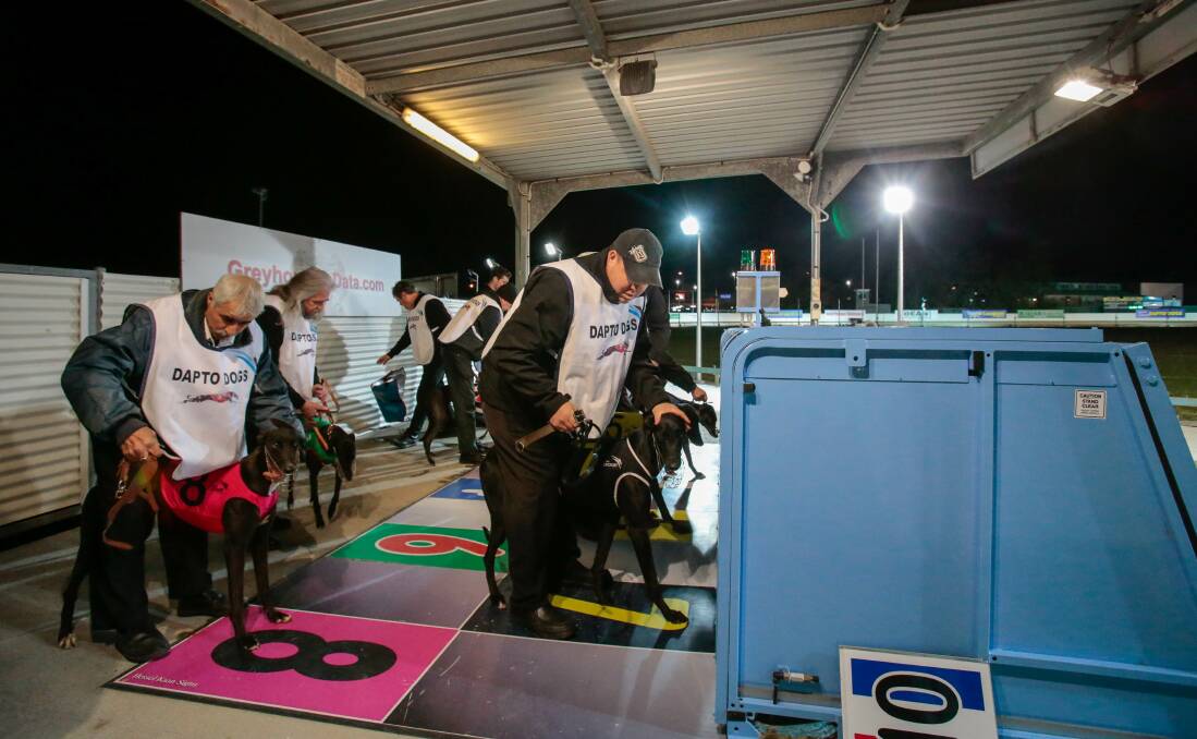 Back on track: The dogs line up for the start of the first race back at Dapto Greyhound Track on Thursday night. Picture: Adam McLean.
