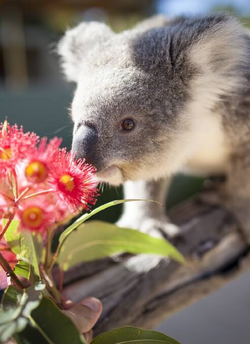 Koala joey Imogen checks out her Valentine's Day flower bouquet. Picture: Kevin Fallen