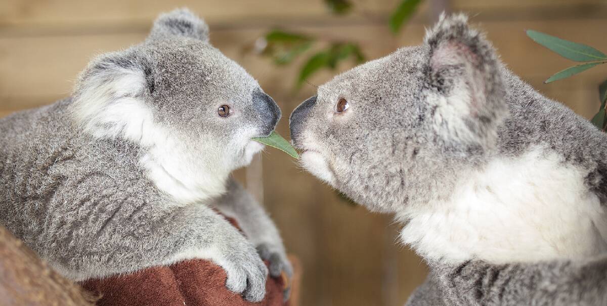 Care Koalas: Birthday girl Imogen meets room mate Isabelle as she is introduced to her new home at Symbio Wildlife Park. There's an opportunity for kids to enter the Helensburgh zoo for free this weekend. Picture: Kevin Fallon.