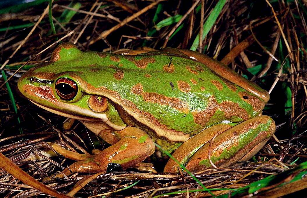 Endangered: A Green and Golden Bell Frog. Pic: NSW Dept of Environment, Climate Change and Water.

