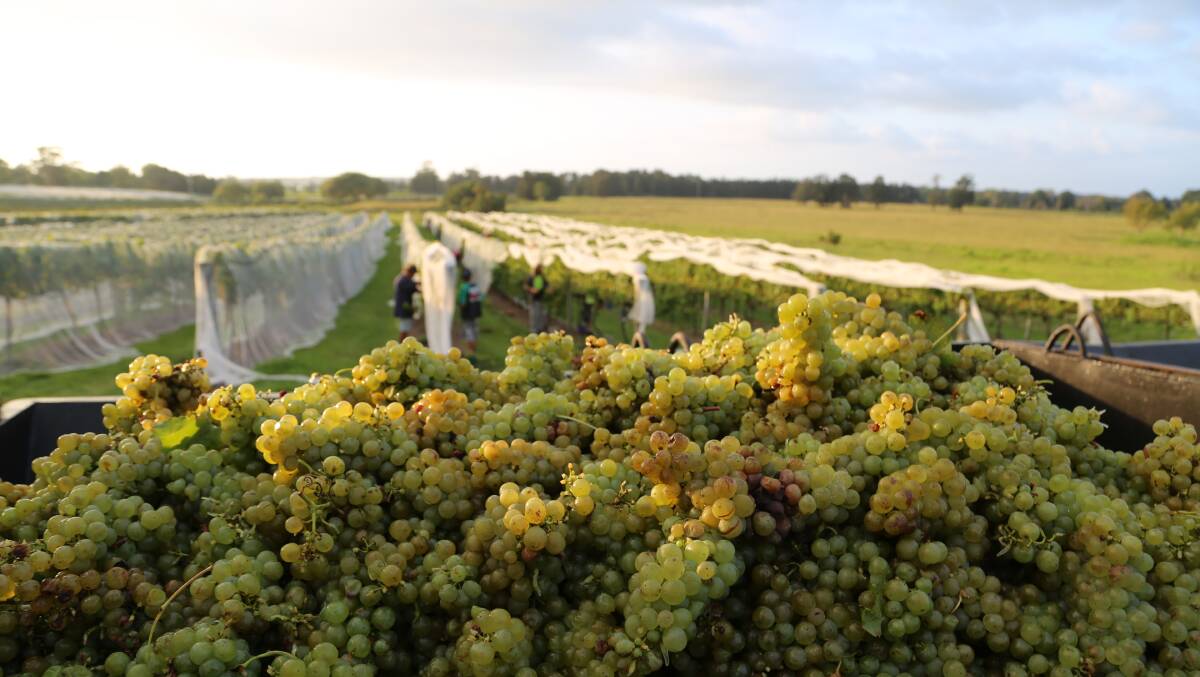 A mountain of the highly prized white semillon gold at Coolangatta Estate. Picture: Greg Ellis