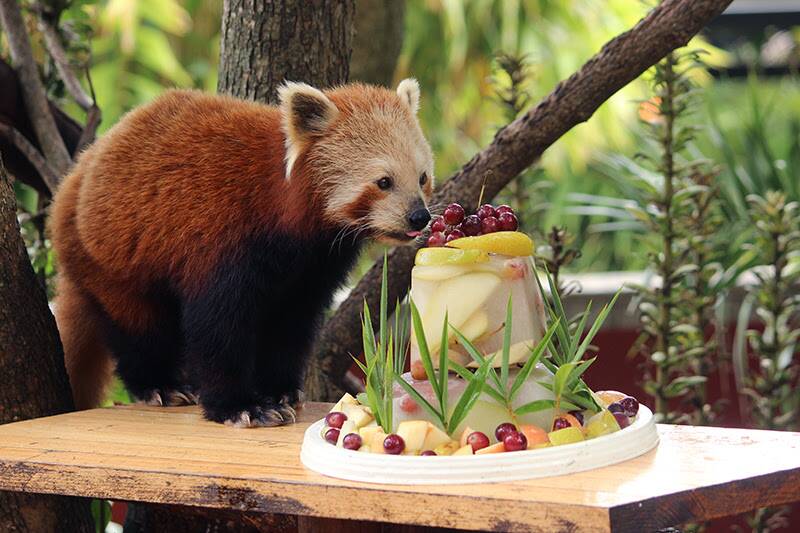 Global Panda: A birthday video for a Red Panda named Chori at Symbio Wildlife Park has gone viral on social media around the world.