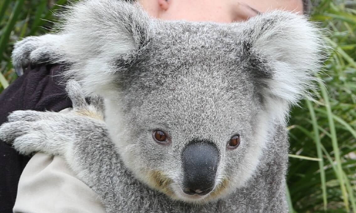 Celebrity year: Symbio Wildlife Park koala joey Imogen 12 months after becoming an international social media sensation. Picture: Greg Ellis.

