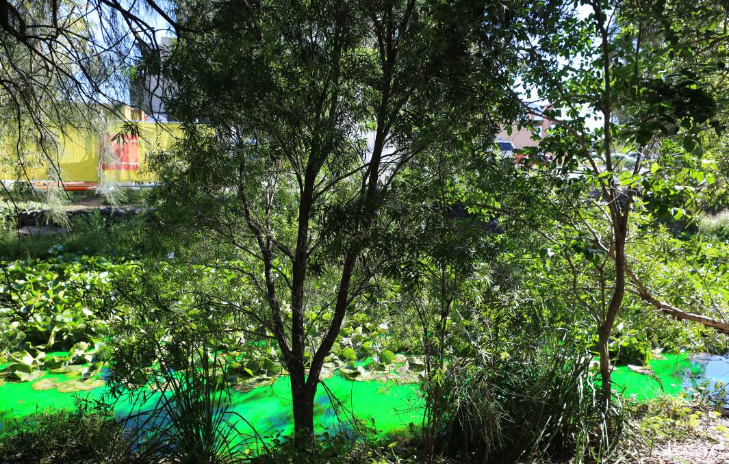 Green mystery: The fluoro green water near the Fareways Apartments in Banks Street and Wollongong Golf Club. Picture: Greg Ellis.
