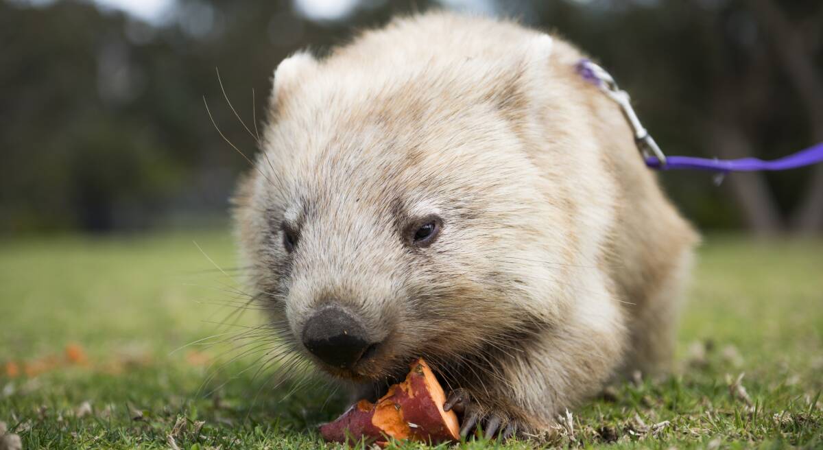 NATURAL BLONDE MOMENT: Millie the blonde wombat was captured on Instagram at Symbio Wildlife Park during Destination Wollongong's first Instaweek. Picture: Lauren Bath