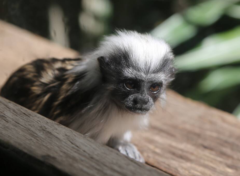Recent arrivals: One of the yet to be named new baby Cotton Top Tamarins for the Year of the Monkey at Symbio Wildlife Park. Picture: Greg Ellis.