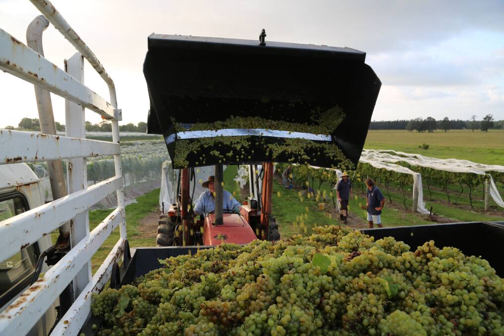 It is raining white gold from the vines at Coolangatta Estate where fruit is so full the juice leaks from the bucket as a truck is loaded for same day delivery to the wine makers at Tyrrells. Picture Greg Ellis