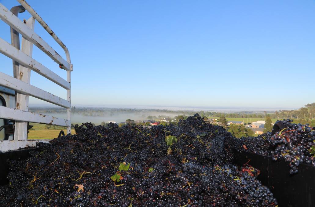 Harvest 2016: The tannat variety looked good on the vine and then on the truck bound for the wine makers at Tyrrells this week. Picture: Greg Ellis.
