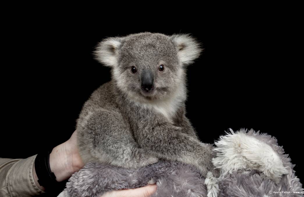 Household name: Koala joey Imogen is known around the world after her photos and videos have been seen by millions of people on social media. Picture: Kevin Fallon.
 