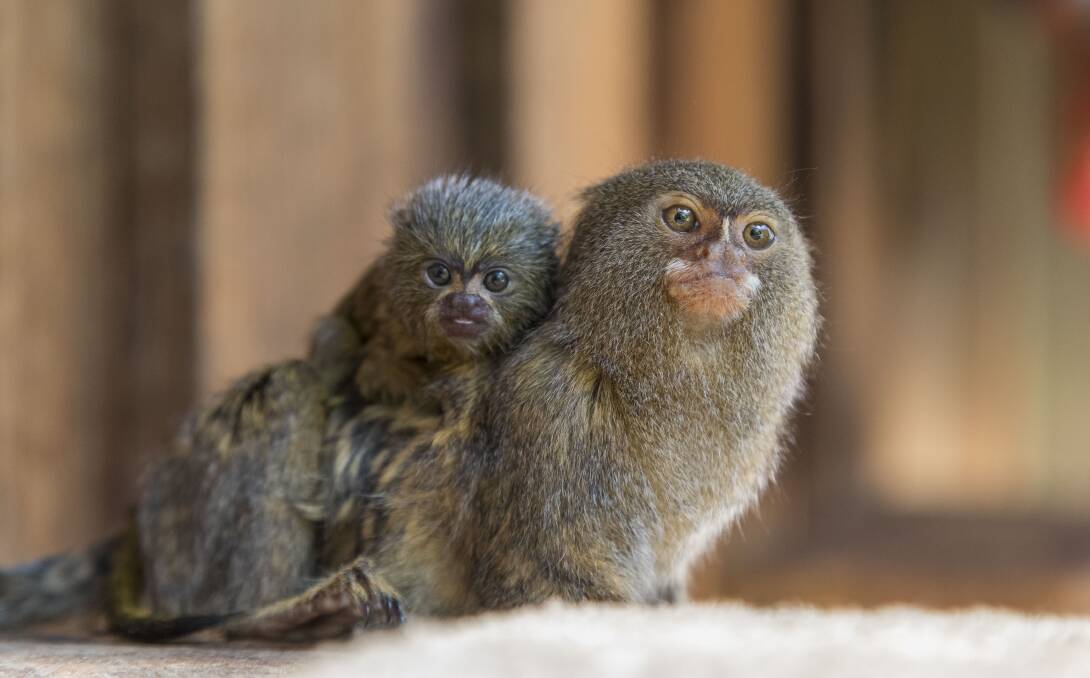 NEW ARRIVAL: Cute new baby monkey arrives at Symbio Wildlife Park. Picture: Kevin Fallon.
