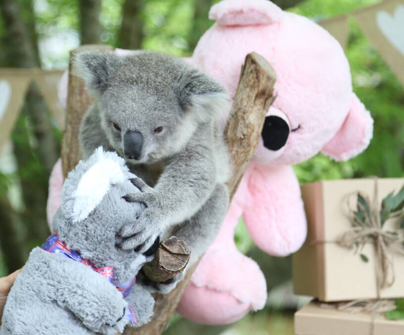 BIRTHDAY PARTY TIME: By turning one koala joey Imogen is able to go on permanent display in her new home at Symbio Wildlife Park this weekend. Picture: Greg Ellis


