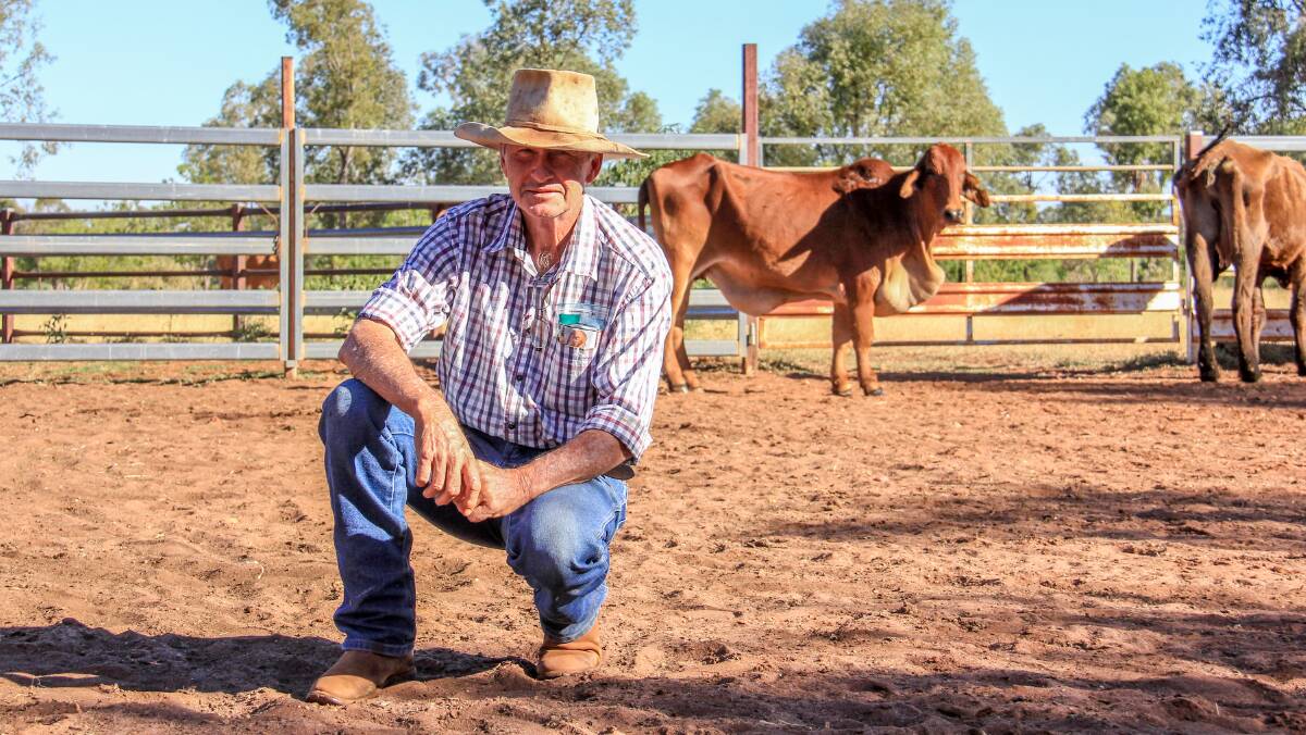 Producer Jeff Watson, Highview, Mitchell with cattle suffering from Pimelea poisoning he is hand feeding. Picture: Lucy Kinbacher