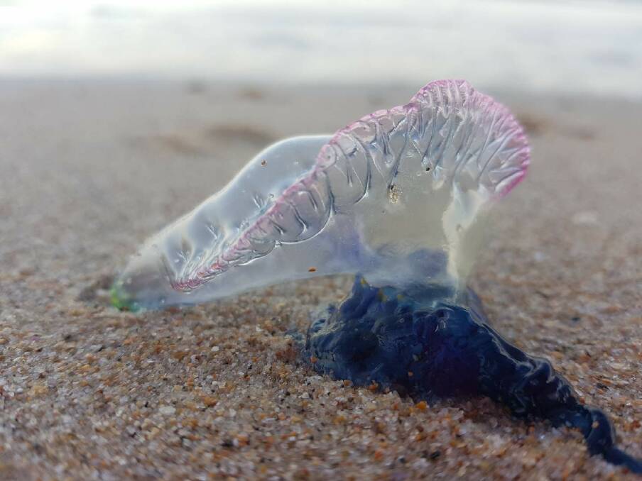 PRETTY PAINFUL: Bluebottles on Coniston beach by Hannah Maher. Send your pictures to letters@illawarramercury.com.au or post to our Facebook page