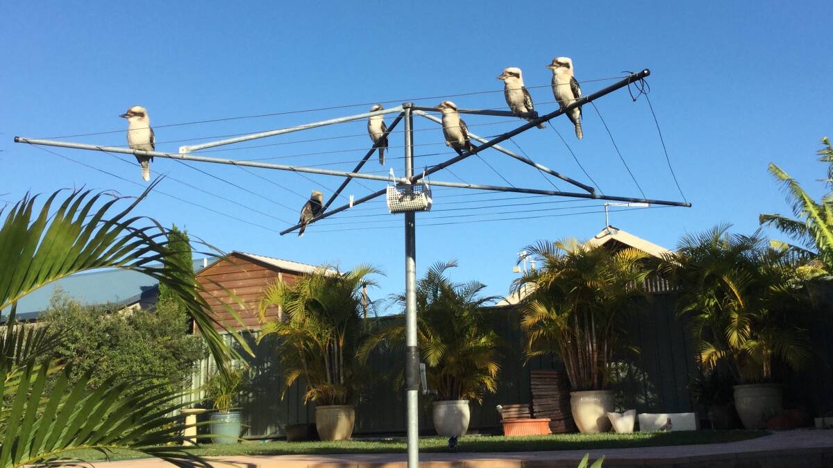 A FLOCK?: Kookaburras on a clothes line by Lyn Russo. Send us your pictures to letters@illawarramercury.com.au or share to our Facebook page. 