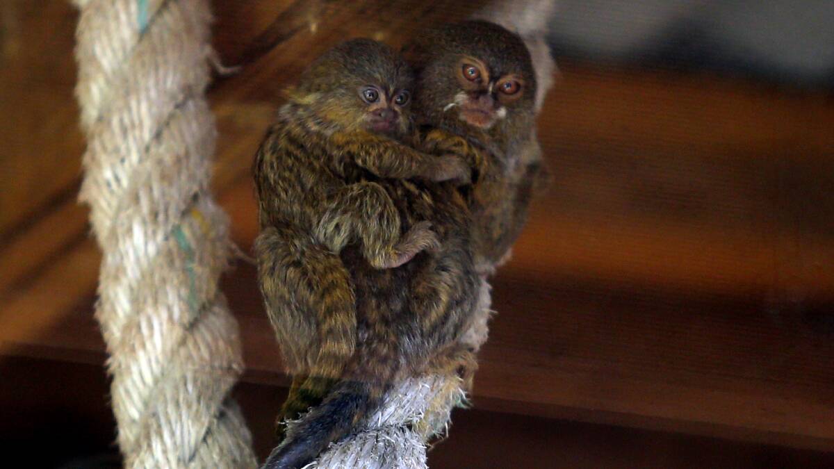REUNITED: The pygmy marmoset colony at Symbio will soon be reunited.