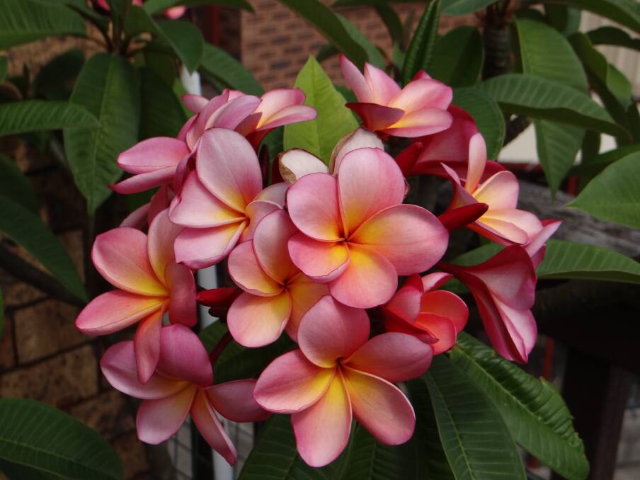 BEAUTY: Frangipani by Lorraine Maher. Send pictures to letters@illawarramercury.com.au or post to our Facebook page.