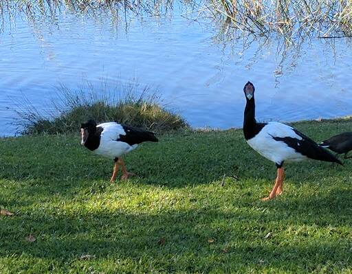 MAGPIE GEESE: At Forest Grove by Jennifer McCammon. Send us your photos to letters@illawarramercury.com.au or post to our Facebook page.