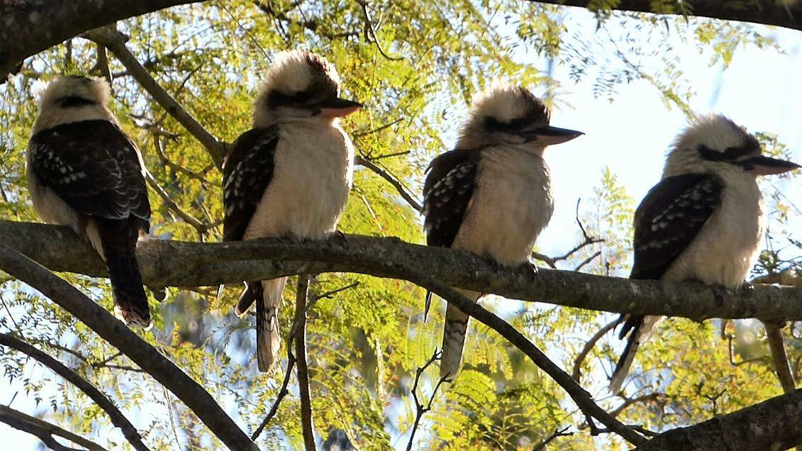 LAUGHING STOCK: Kookaburras in a row by Mike and Carol Morphett.  Send us your photos to letters@illawarramercury.com.au or post to our Facebook page.