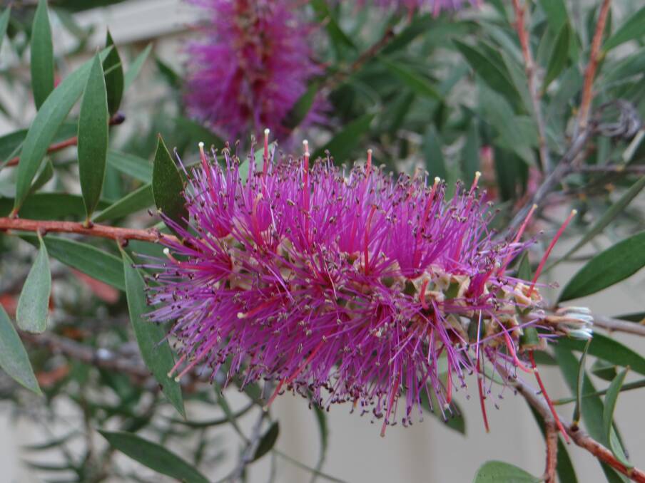 In the pink : Larraine Maher has captured these native flowers growing at her home. Send images to letters@illawarramercury.com.au or post to our Facebook page.